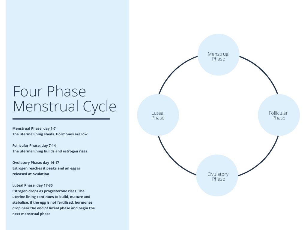 Phases of Menstrual Cycle: 4 Basic Phases